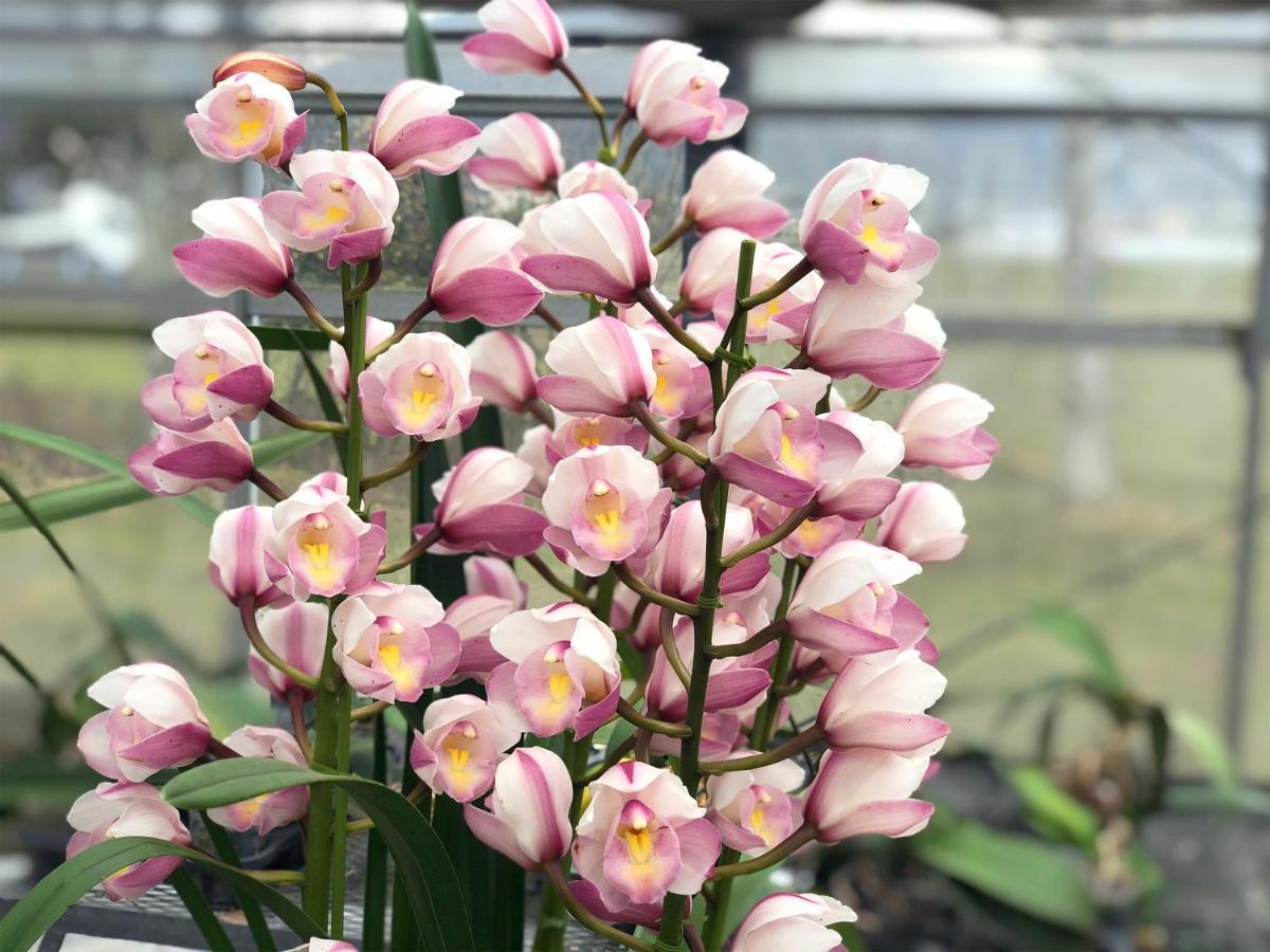 Bed and Breakfast Yufuin Flora House Экстерьер фото